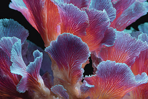 Close-up of brightly colored coral with intricate textures, show, an Animal Photo by Ales Munt