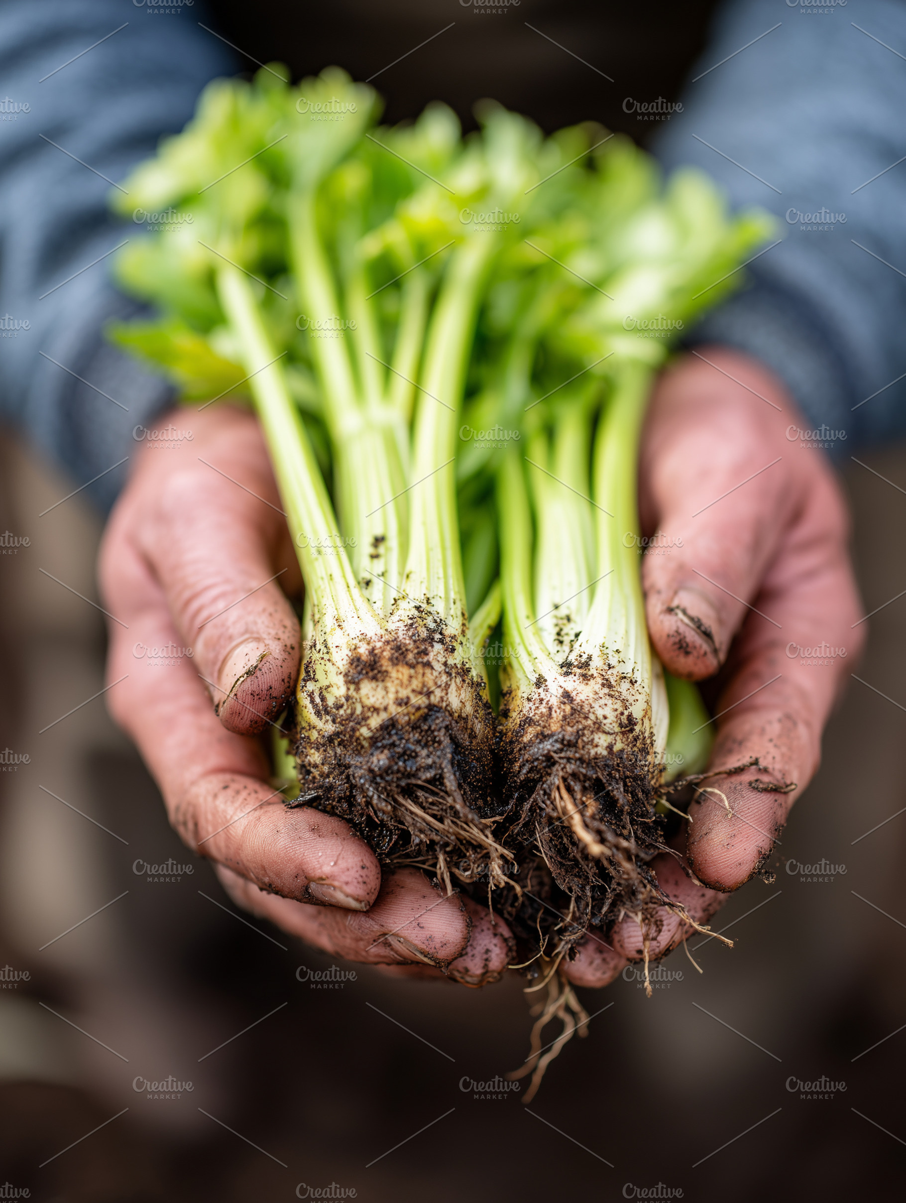 Fresh organic celery with roots and, a Food & Drink Photo by MistyDay