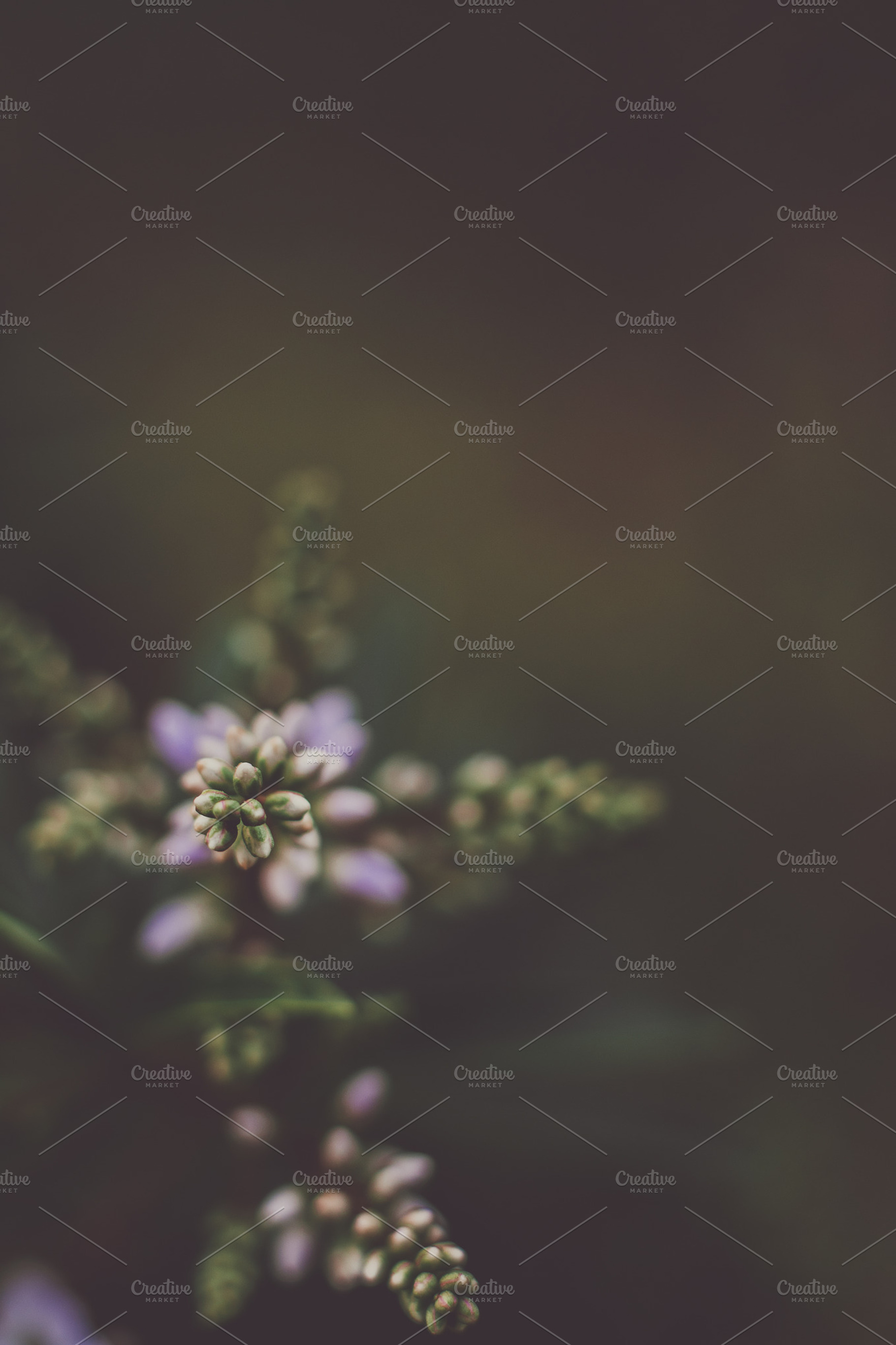 Dainty little purple flowers, a Nature Photo by René Jordaan Photography
