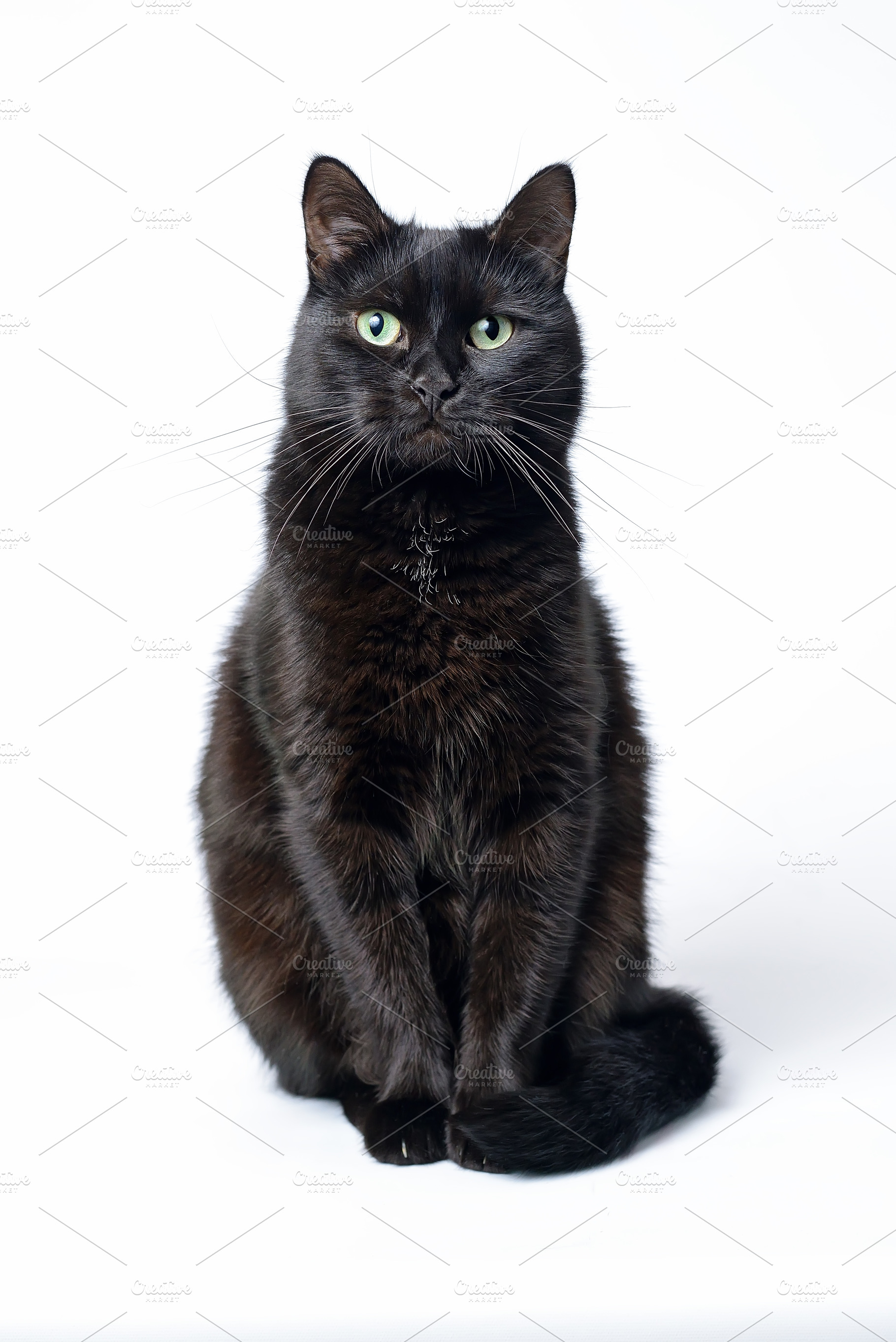 Portrait of a young black cat containing animal, cat, and black, an Animal Photo by FedotovAnatoly