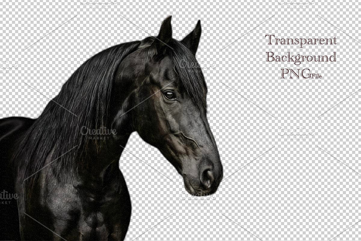 black horse portrait, an Animal Photo by VetalStock (Photo 2 of 2)