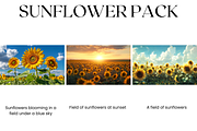 Sunflower Stock Image, Season, Field, a Nature Photo by BrushstrokeArtGB (Thumbnail 2 of 5)