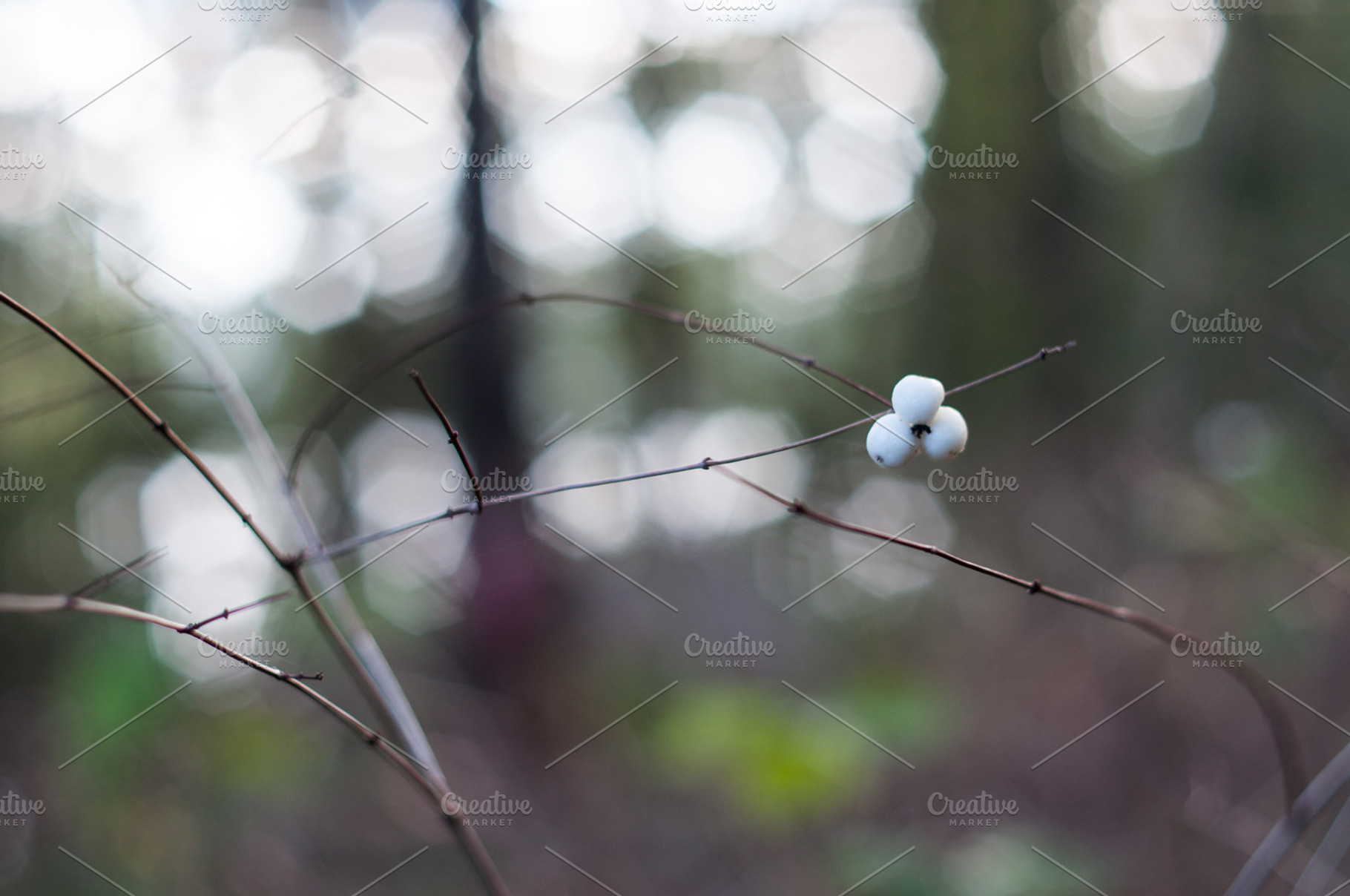 Winter Berries Containing White Berry And Forest