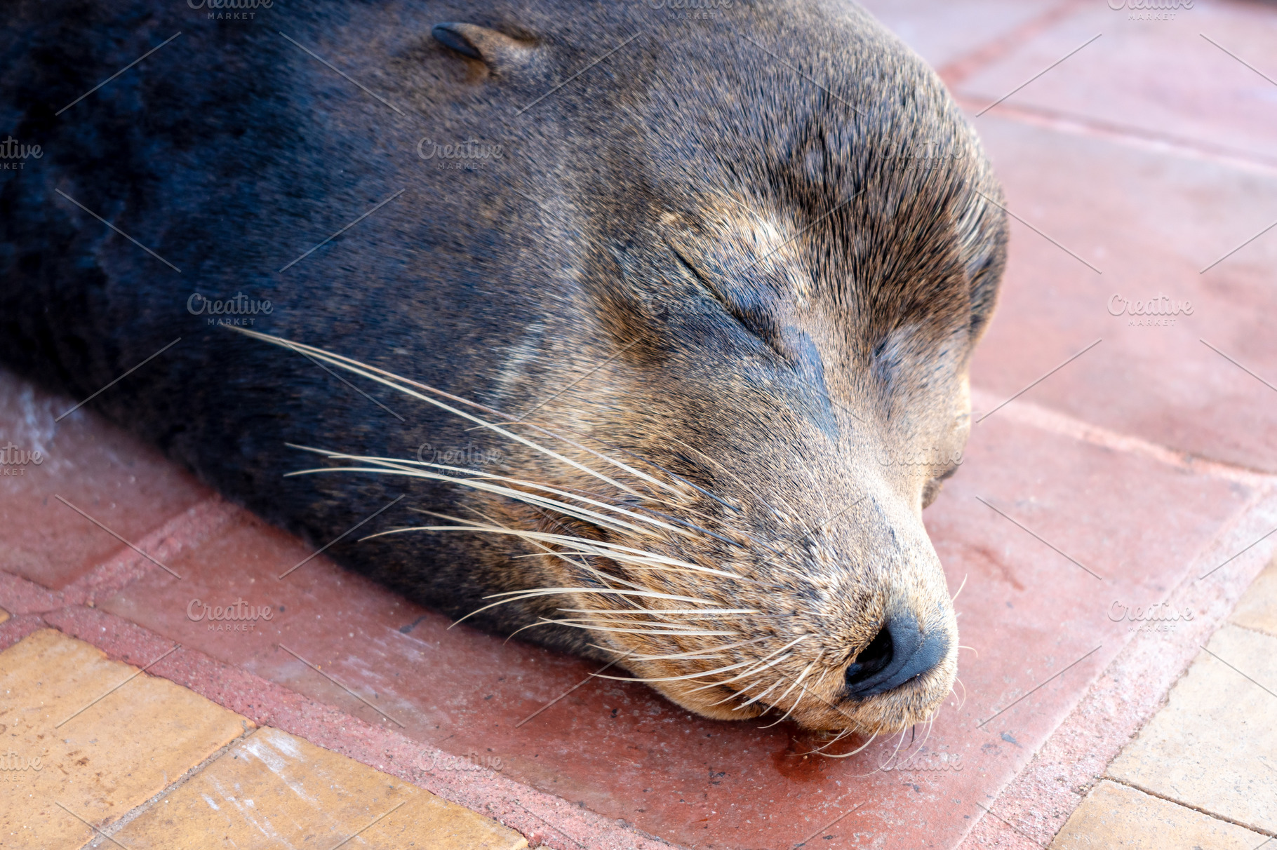 Close-up of Sea Lion Resting on Santa Cruz Island, an Animal Photo by GoodGoods