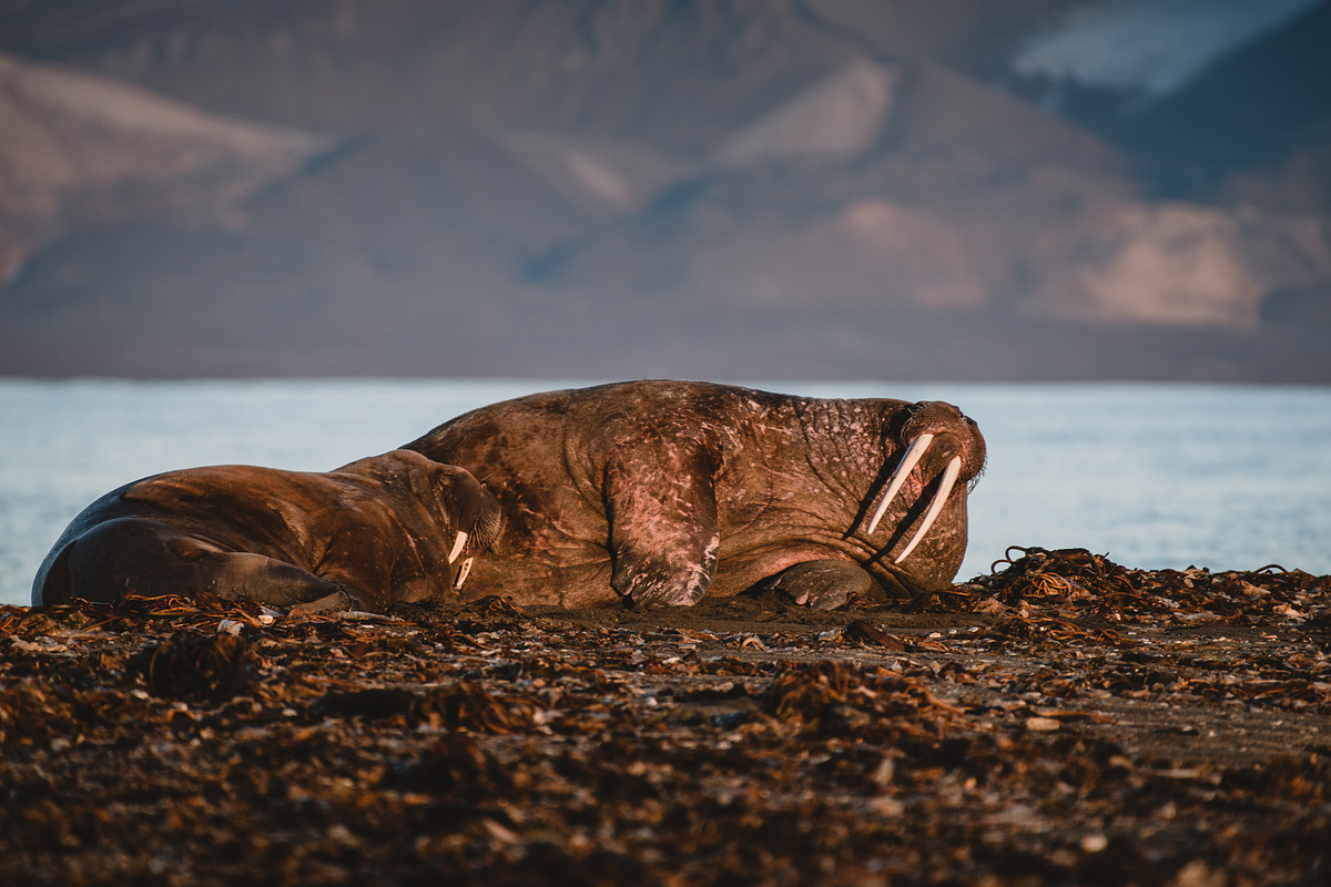 Dark & Moody Lightroom Presets, an Action Add-On by PhotoMarket (Photo 37 of 65)