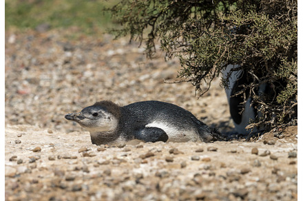 Magellanic penguin chick by nest in, an Animal Photo by Backyard Stock