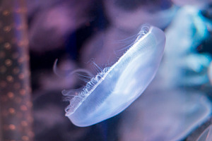 Underwater life stock photo containing fish and animal