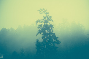 Effected Foggy Forest