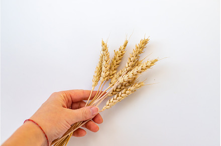 spikelets of wheat isolate on white, a Food & Drink Photo by yanadjana