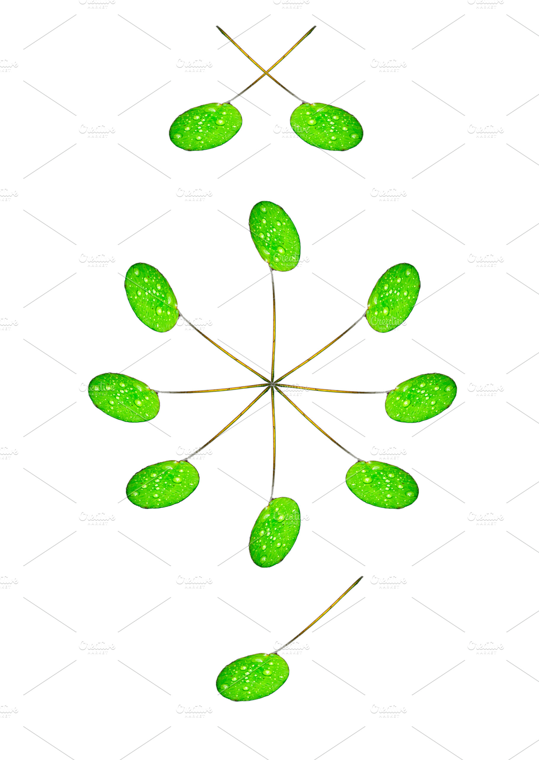 Lilly Pads on White, an Abstract Photo by THP Creative