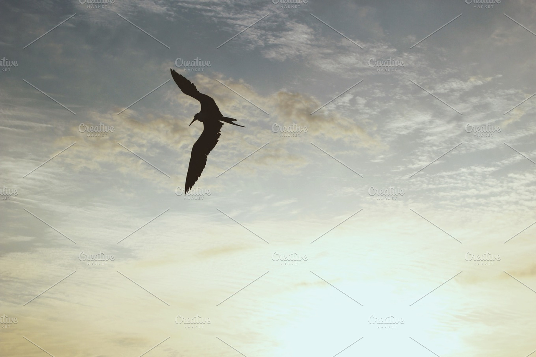 Bird In Flight