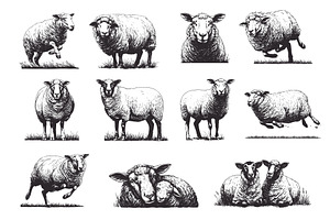 Hand drawn sheeps set. Monochrome, an Animal Illustration by Stock-Smart-Start
