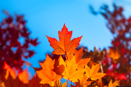 Autumn leaves on the trees, a Background Photo by Landscape and travel