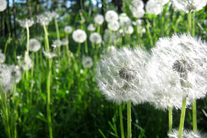 Dandelion summer featuring dandelion, flowers, and summer