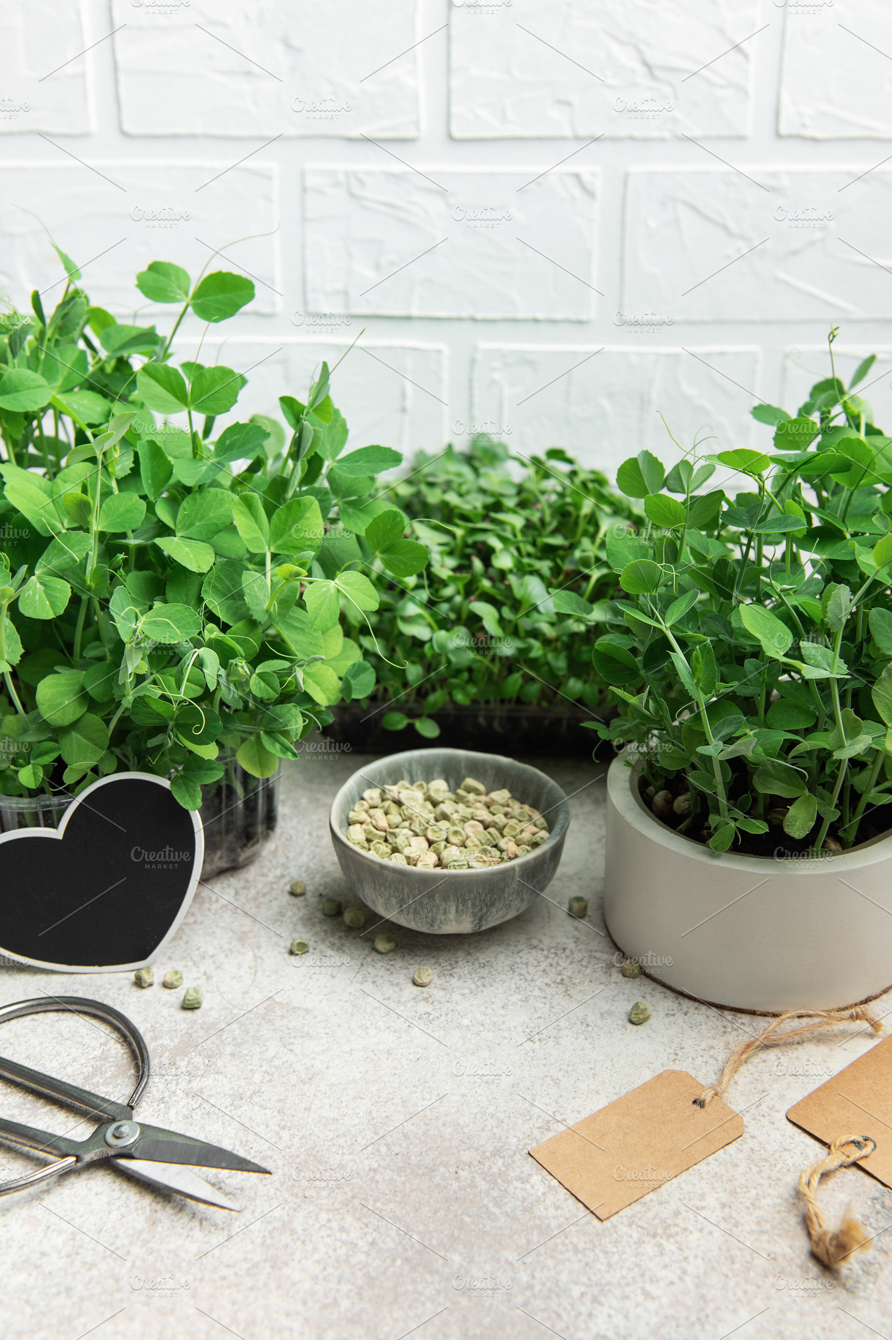 Gardener growing microgreens at home using seeds and pots, a Food & Drink Photo by Olena Rudo