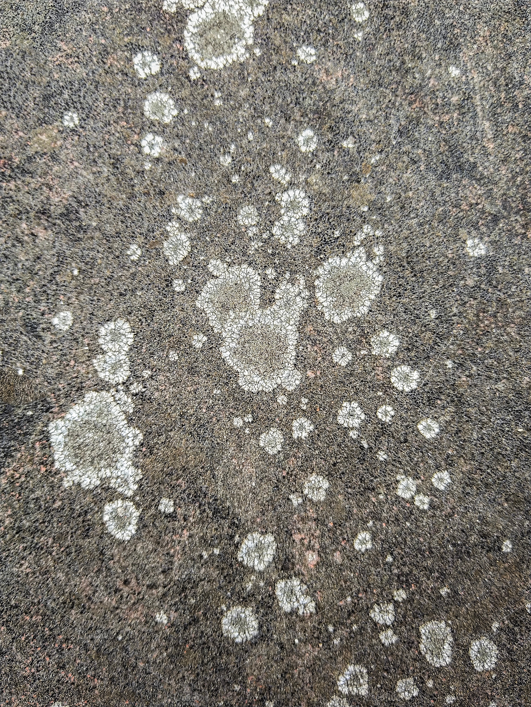 Textured concrete surface with white organic stains, an Animal Photo by DanFLCreativo