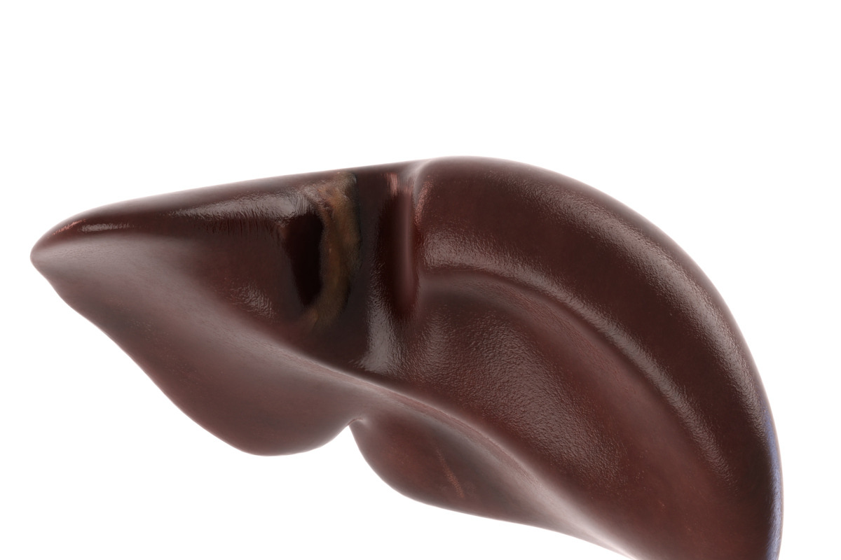 Human internal organs, a Characters & Person 3D Model by konstantin.ermolaev (Photo 26 of 46)