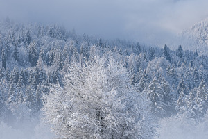 Winter morning in the forest and mountains