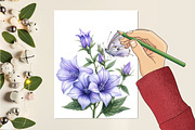 Spring Campanula Flower Clipart, an Illustration by RobertsArt (Thumbnail 3 of 7)