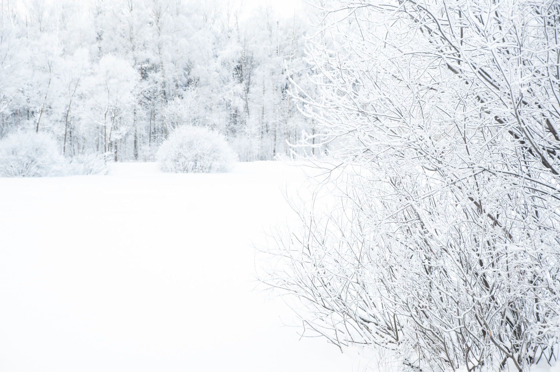 Trees and branches in the snow. Wint, a Nature Photo by WildStrawberry ...