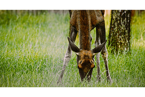 elk Grazing in Green Field, an Animal Photo by Our Amazing World
