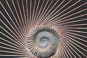 Gold Spiral & Sunburst Overlays, an Object Graphic by alonahaidash (Thumbnail 8 of 13)
