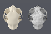 Cat Skull Base Mesh, an Animal 3D Model by VK Studio (Thumbnail 3 of 8)