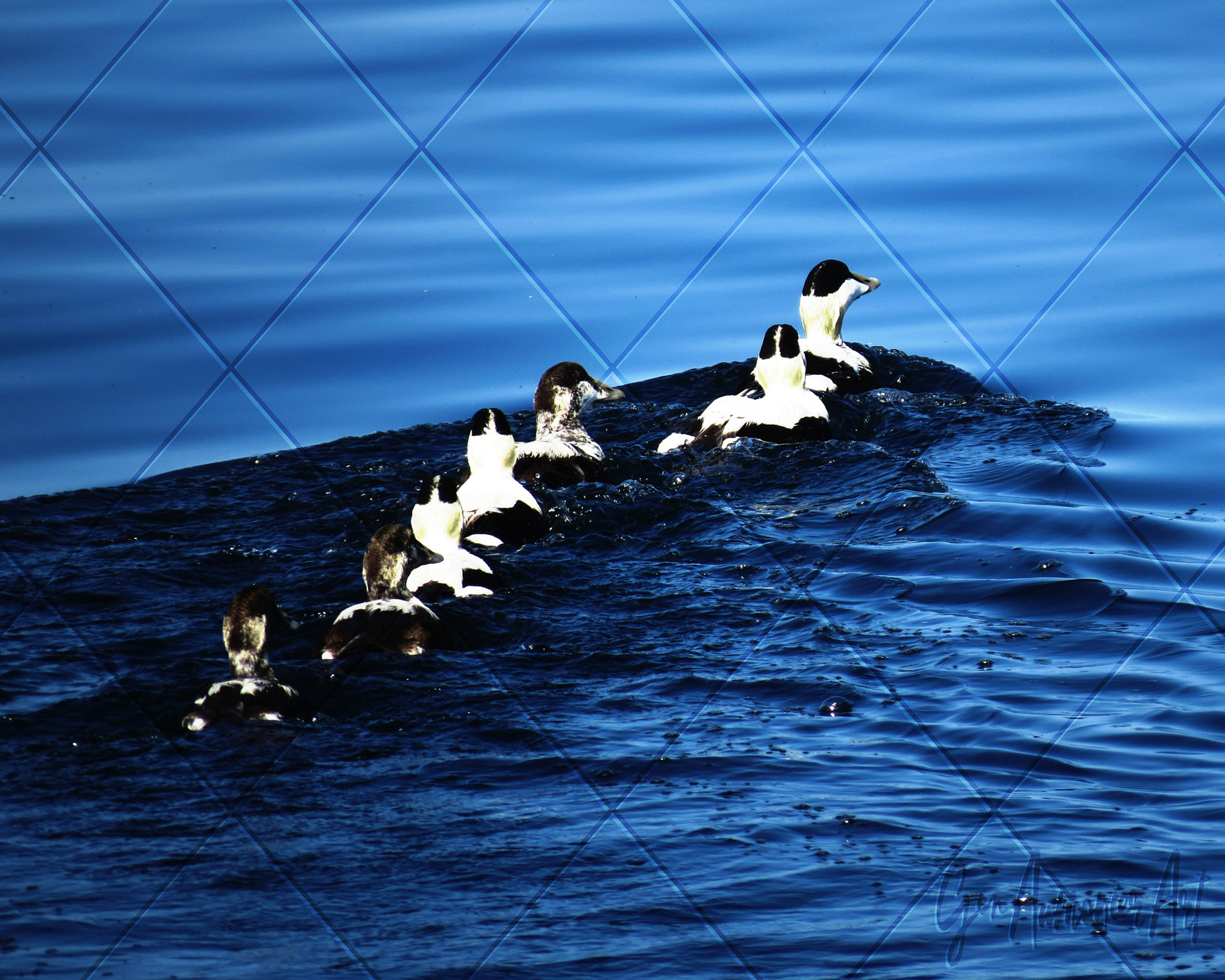 7 Ducks is a Row Photograph, an Animal Photo by Gen Aumonier