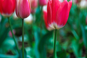 Close-up of colorful tulips, a Nature Photo by Bepslabor