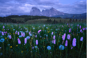 Colorful wildflowers and dandelions, a Nature Photo by den-belitsky