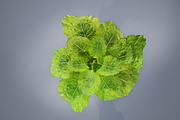 lettuce grean, a Food & Drink 3D Model by AndrewWhite (Thumbnail 16 of 16)