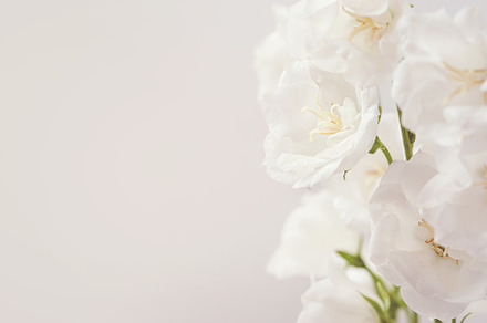 Abstract spring seasonal background with white flowers, natural easter floral image with copy space