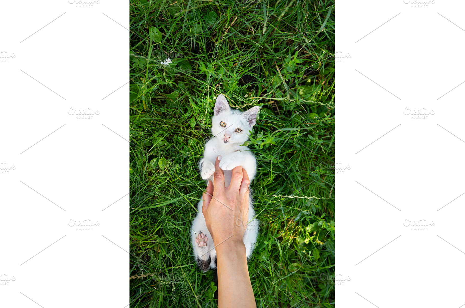A white kitten lies in the green, an Animal Photo by Artsaba Family