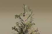 The Scots Pine Tree, a Plants & Tree 3D Model by FuturePastCreatives (Thumbnail 8 of 8)