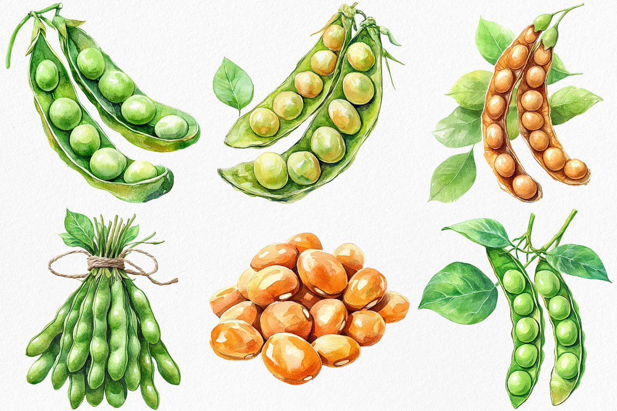 Watercolor Soybean Clipart Bundle, an Illustration by Canvas Craft (Photo 3 of 8)