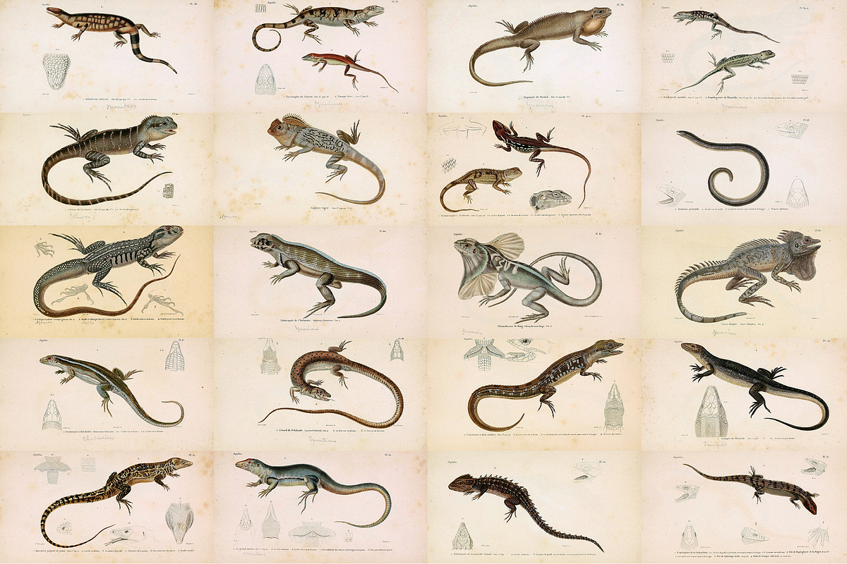 Complete Natural History of Reptiles, an Animal Illustration by Dene Studios (Photo 7 of 11)