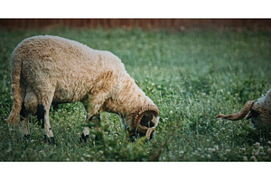 Welsh Mountain Sheep grazing calmly, an Animal Photo by Our Amazing World
