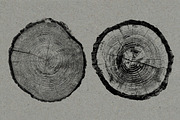 26 Large Tree Ring Textures, a Texture Graphic by Offset (Thumbnail 13 of 16)