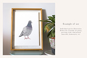 Pigeon Illustration – Hand Drawn PNG, an Animal Illustration by LaurenFittonIllustration (Thumbnail 3 of 8)