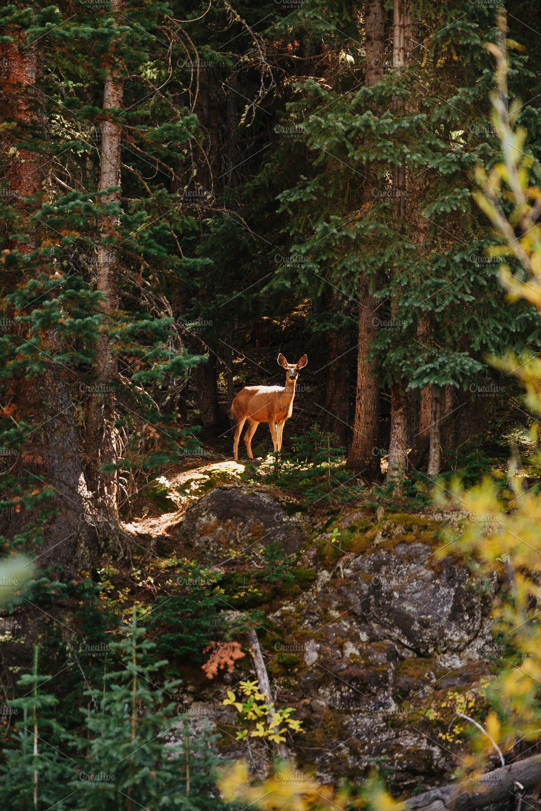 Deer in the headlights featuring colorado, outdoors, and adventure, a Nature Photo by Eric Ewing