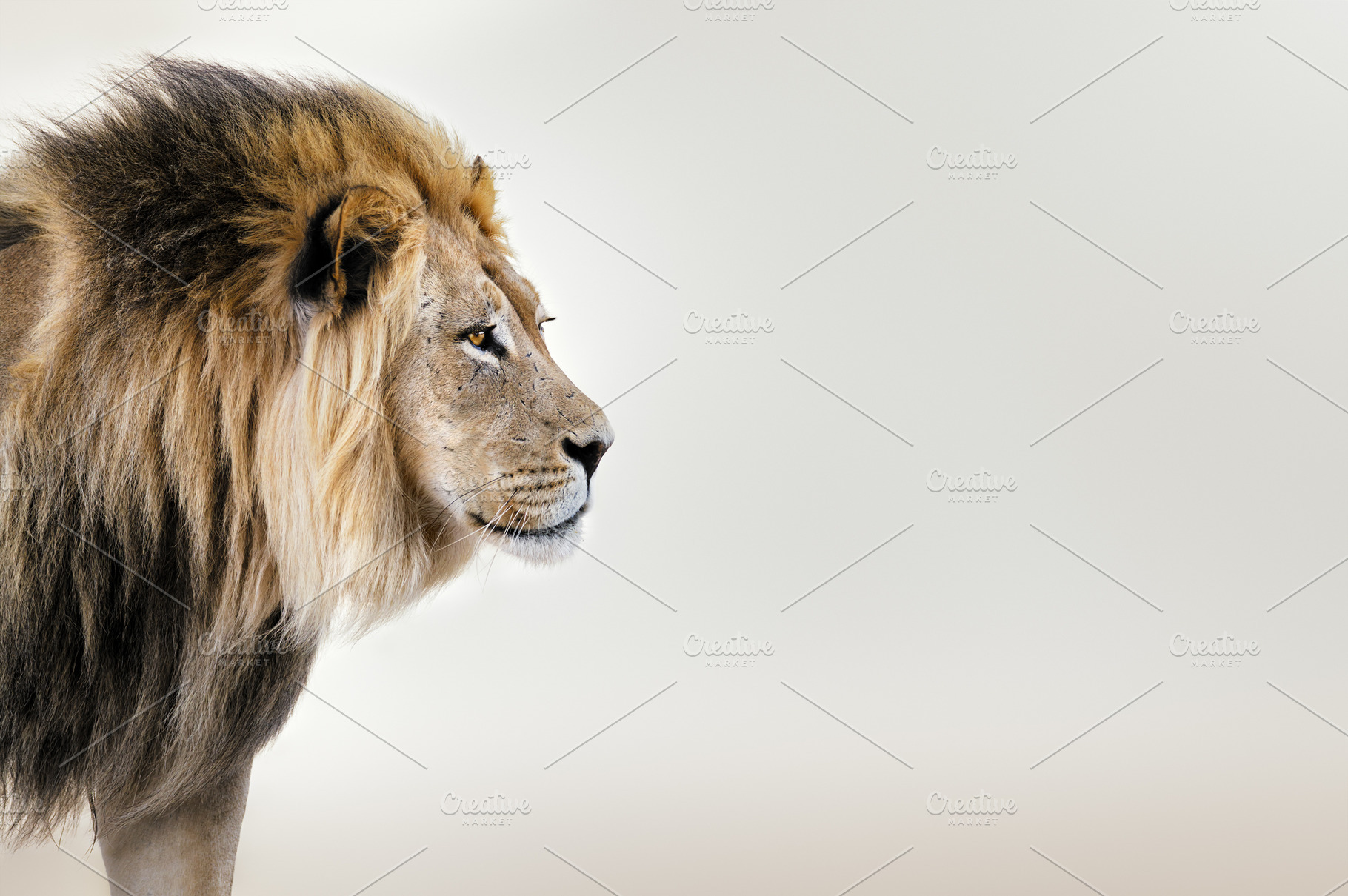 King of the beasts Panthera leo, an Animal Photo by Etienne & Yolandi Outram