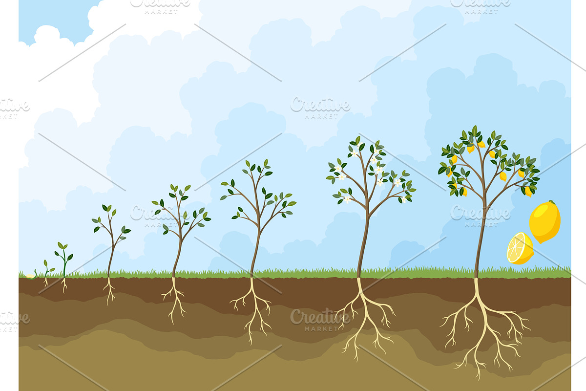 Life cycle of lemon tree. Stages of, an Object Illustration by the8monkey