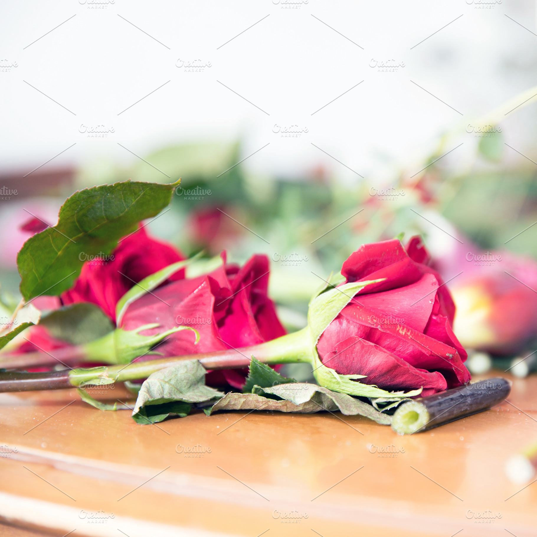 Red roses close up, a Wallpaper Photo by KYNA STUDIO