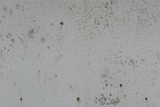 Mold Wall Texture Pack, a Texture Graphic by The_DrX (Thumbnail 13 of 13)
