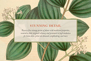 25 Medicinal Botany Prints, a Decorative Illustration by The Object Atlas (Thumbnail 2 of 6)
