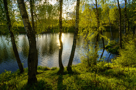 Sunrise or sunset on a pond with birch trees growing along the b, a Nature Photo by Eugene_Photo