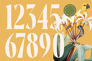 Qastife Elegant Display Serif, a Serif Font by timelesstype.co (Thumbnail 5 of 20)