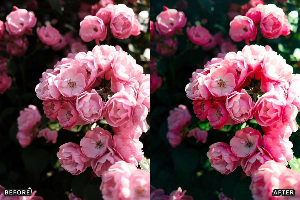 Rose Velvet Bloom Lightroom Presets, a Preset Add-On by AAA Presets (Photo 5 of 12)
