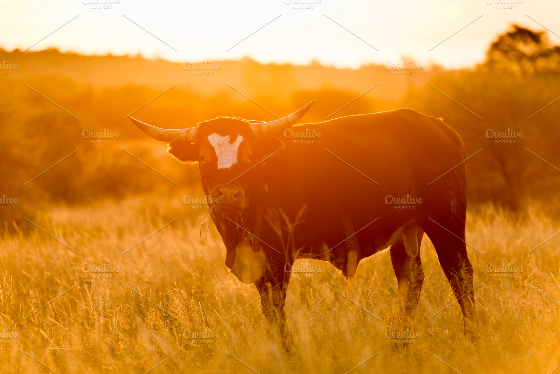 Bull In Field, an Animal Photo by THP Creative