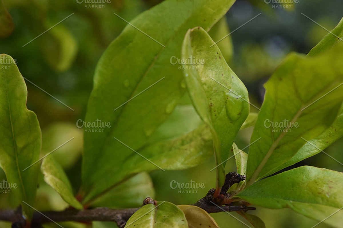 Nature Photo Bundle, a Templates & Theme by Imagine Design (Photo 5 of 5)
